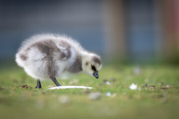 Duckling grassing