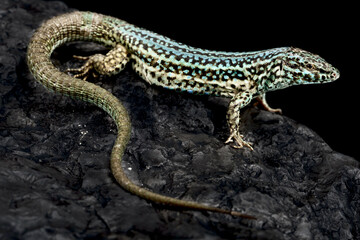 Formentera lizard (Podarcis pityusensis formenterae)