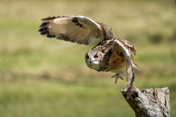 Owl