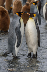 Fototapeta premium Wildlife
