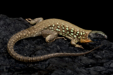 Kurdistan Occelated Lizard (Timon kurdistanicus)