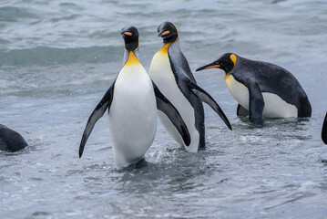 Obraz premium Wildlife