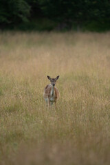 deer in the field