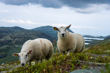 sheep in the mountains