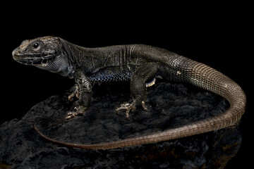 Melanistic Ocellated lizard (Timon lepidus)