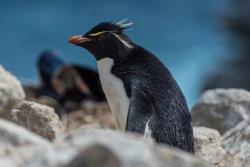 Fototapeta premium Wildlife 