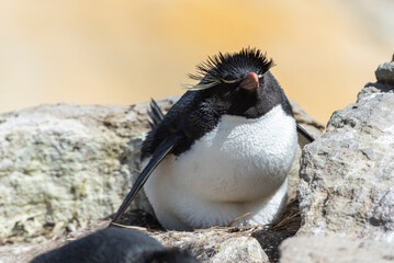 Naklejka premium Wildlife 