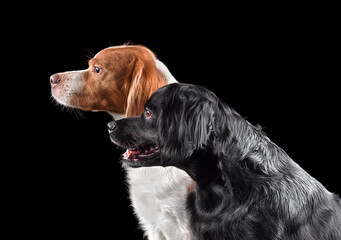 Two beautiful Brittany dogs