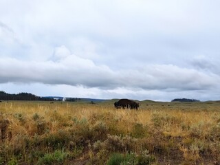 Fototapeta na wymiar bison