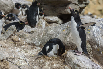 Naklejka premium Wildlife