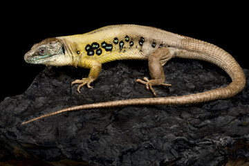 Zagrosian Ocellated Lizard (Timon princeps)