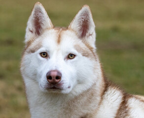 siberian husky portrait