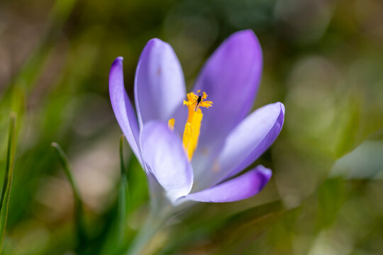 Krokus lila mit kleiner Fliege auf Stempel