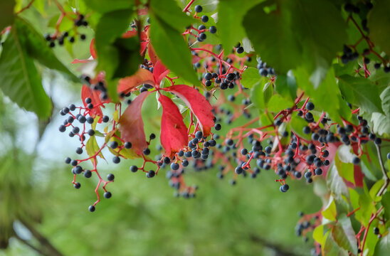 Fruchtstand, Früchte vom Wilden Wein (Vitis vinifera subsp. sylvestris), Kroatien