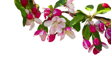 Lush spring bloom of pink apple and cherry flowers. Isolate. PNG