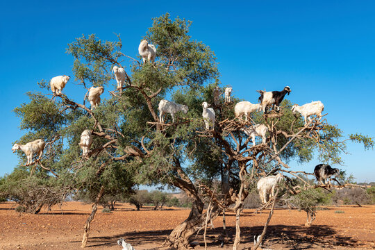 Argan trees and the goats on the way between Marrakesh and Essaouira in Morocco.Argan Oil is produced by using the seeds of the trees,and the oil is used for cosmetics,beauty products and skin care