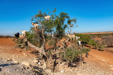 Argan trees and the goats on the way between Marrakesh and Essaouira in Morocco.Argan Oil is...