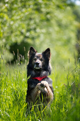 Owczarek niemiecki.German shepherd.Psy rasowe. Treningi psów. Mądre psy. Portety psów. Zabawa z psami. Psie sesje zdjęciowe na letniej łące. Funny dogs. Słodki pies. Pupil. Pies domowy. Urocza poza. 