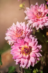 Obraz premium Pink dahlia cultivar 'Miss Delilah' blooming in the garden
