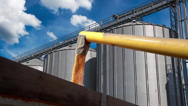 Grain Auger Of Combine Harvester Pouring Corn Crop into Tractor Trailer in front of Grain Storage Silo. Corn Kernels Falling in Slow Motion. Agricultural Production. Crop Yield. Corn Harvest.