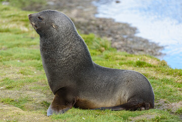 Obraz premium Wildlife