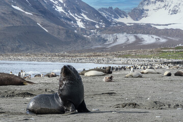 Fototapeta premium Wildlife