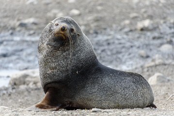 Fototapeta premium Wildlife