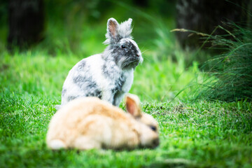 rabbit in the grass