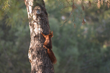Ardilla subiendo al arbol