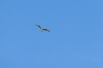 The Osprey eagle flying in all its majesty. Hunt. Species Pandion haliaetus. Bird lover. Birdwatching. Animal world. Birding.