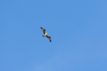 The Osprey eagle flying in all its majesty. Hunt. Species Pandion haliaetus. Bird lover. Birdwatching. Animal world. Birding.