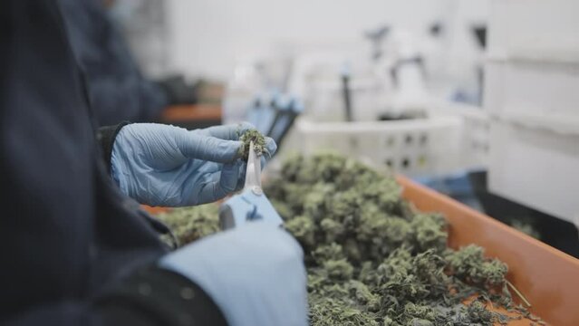 Unrecognized farmer in gloves selecting marijuana plants in a laboratory. Medical worker researching and testing plants for treatment purposes. High quality 4k footage