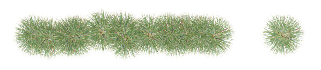 3d  isolated grass plan on PNGs transparent background with 2D plan single plant	