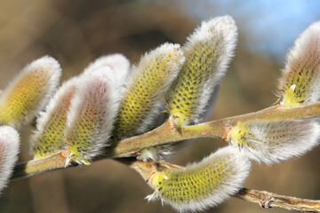 Beautiful pussy willow in sunny February