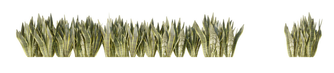 3d  isolated snake plant on PNGs transparent background with 2D plan single plant	