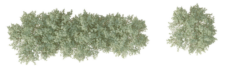 plan 2D view shrub composition Isolated on PNGs transparent background ,Use for visualization in graphic design