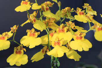 Beautiful oncidium orchid in sunny February