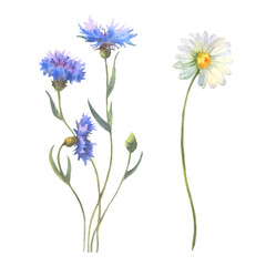 Blue Cornflower herb or bachelor button flower and chamomile isolated on white background. Set of floral elements, watercolor botanical illustration.