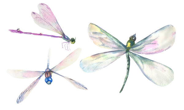 Watercolor dragonflies on a white background. Single elements, dragonfly insects. Insects with wings for design, scrapbooking, cards, wallpaper, print, print, wrapping paper