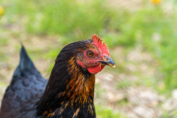 Portrait, black chicken outdoors