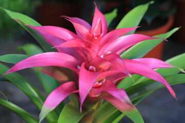 Pink blooming guzmania in sunny February