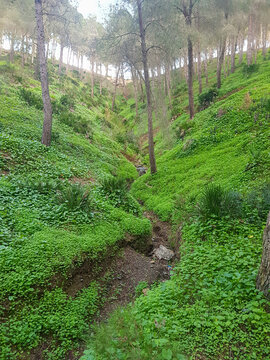 Journey to explore the enchanting grass under the pine trees in a scenic mountain