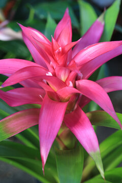 Pink blooming guzmania in sunny March