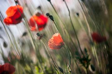 Fototapeta premium Poppy flowers in spring, may