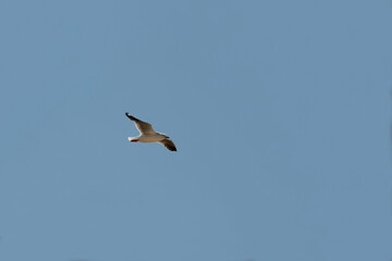 Silver Gull (Chroicocephalus novaehollandiae)