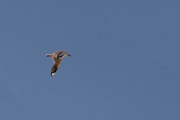 Silver Gull (Chroicocephalus novaehollandiae)