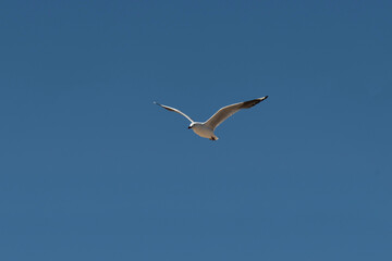Silver Gull (Chroicocephalus novaehollandiae)