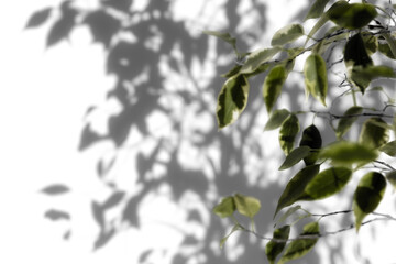 shadow tree with leaves on a png background.
