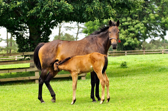 Thoroughbred Brood Mare With Foal. Irish National Stud Paddocks At Tully, County Kildare, Ireland. Centre Of Irish Horseracing