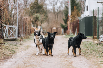 A flock of hungry, shy, curious dogs stand outdoors in nature in the village. Animal photography.